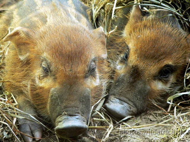 congo exp 2 f.jpg - Red River Hog.